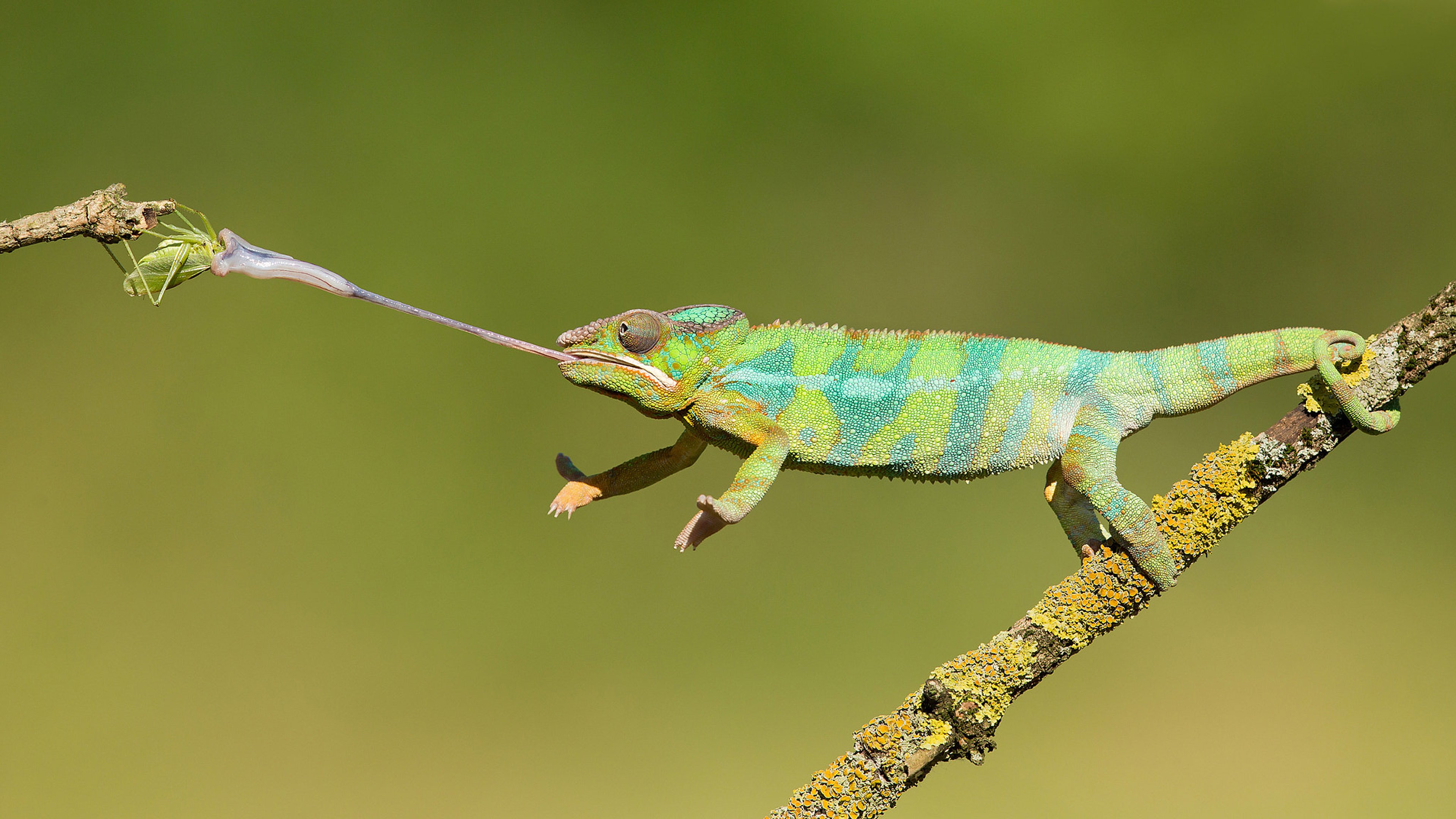 Chameleon Hunting On Insects Animals With Long Tongues - Chameleon Shooting Its Tongue , HD Wallpaper & Backgrounds
