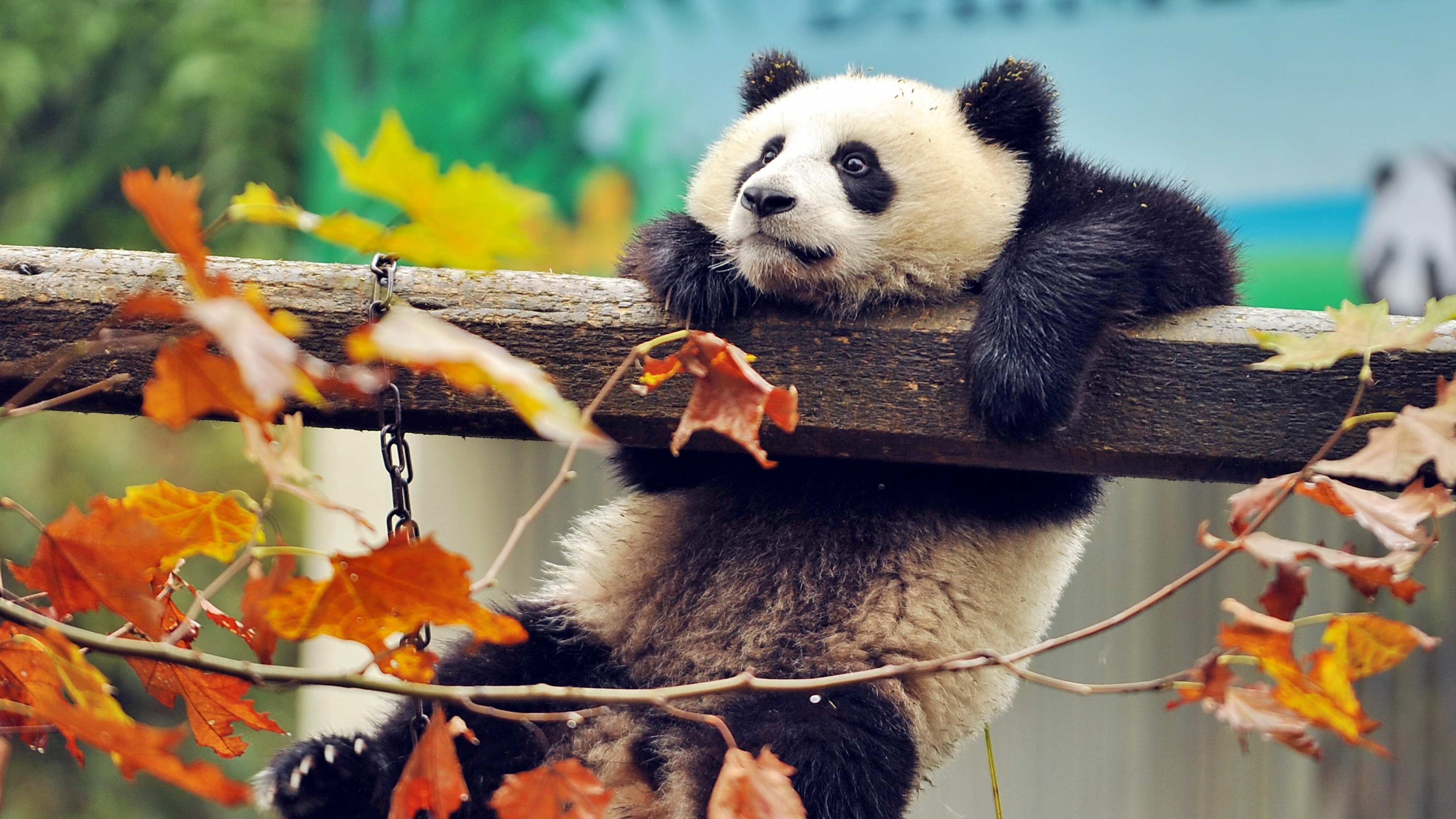 Cute-panda - Fondos De Pantalla Para Pc 4k , HD Wallpaper & Backgrounds