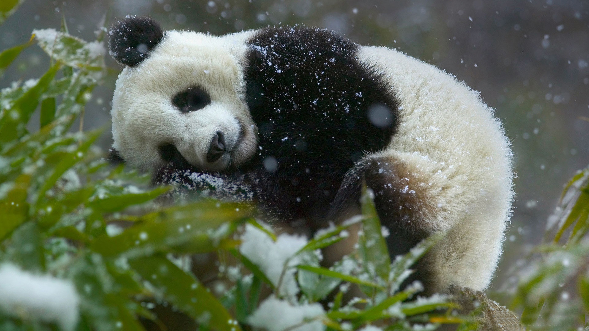 Baby Panda Bear Wallpaper - Panda Desktop Wallpaper Hd , HD Wallpaper & Backgrounds