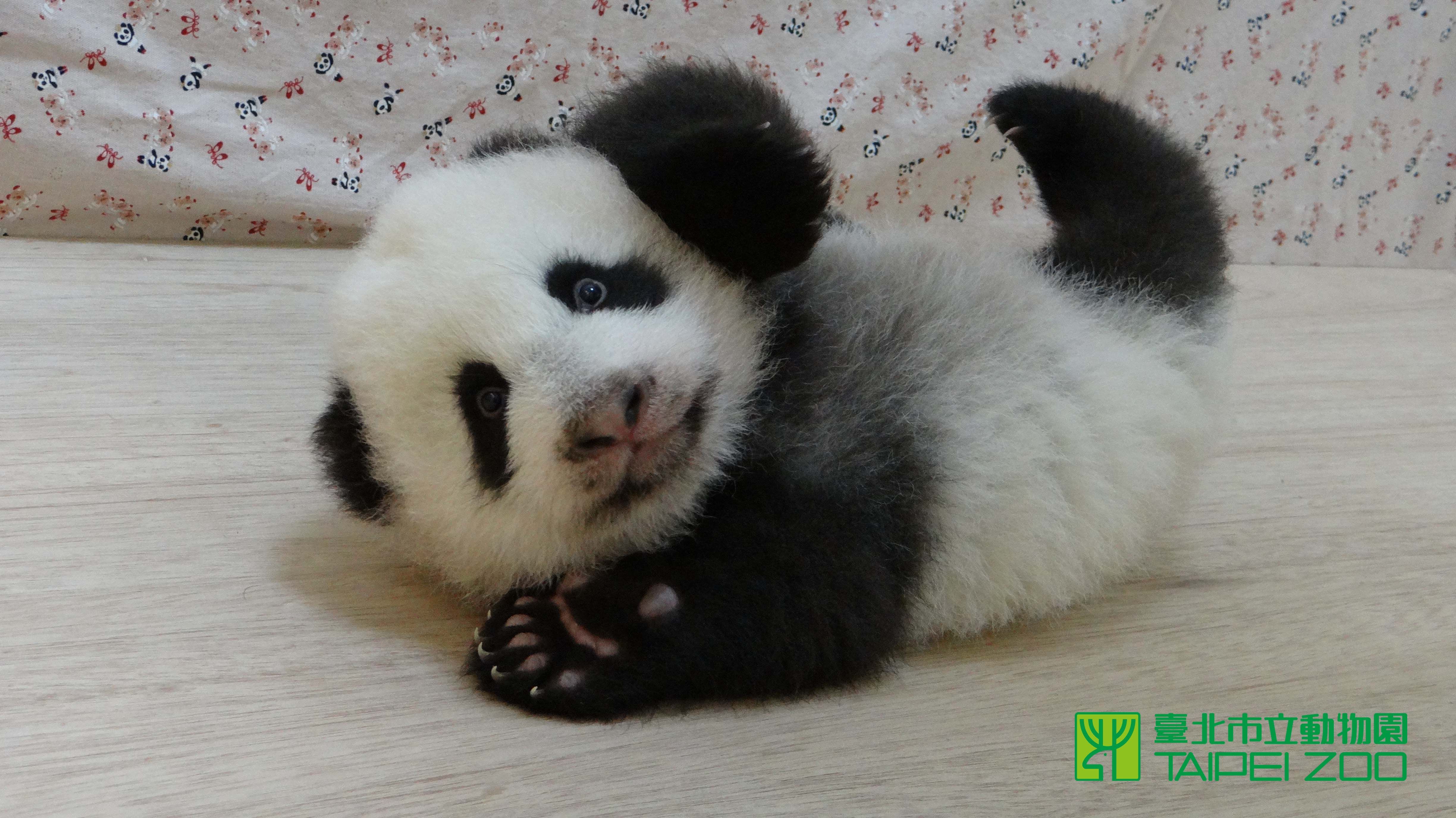 Baby Panda Hd Background Wallpaper 37 Hd Wallpapers - Cute Baby Panda , HD Wallpaper & Backgrounds