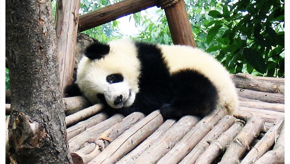 Android Hd - Cute Baby Panda Sleeping , HD Wallpaper & Backgrounds