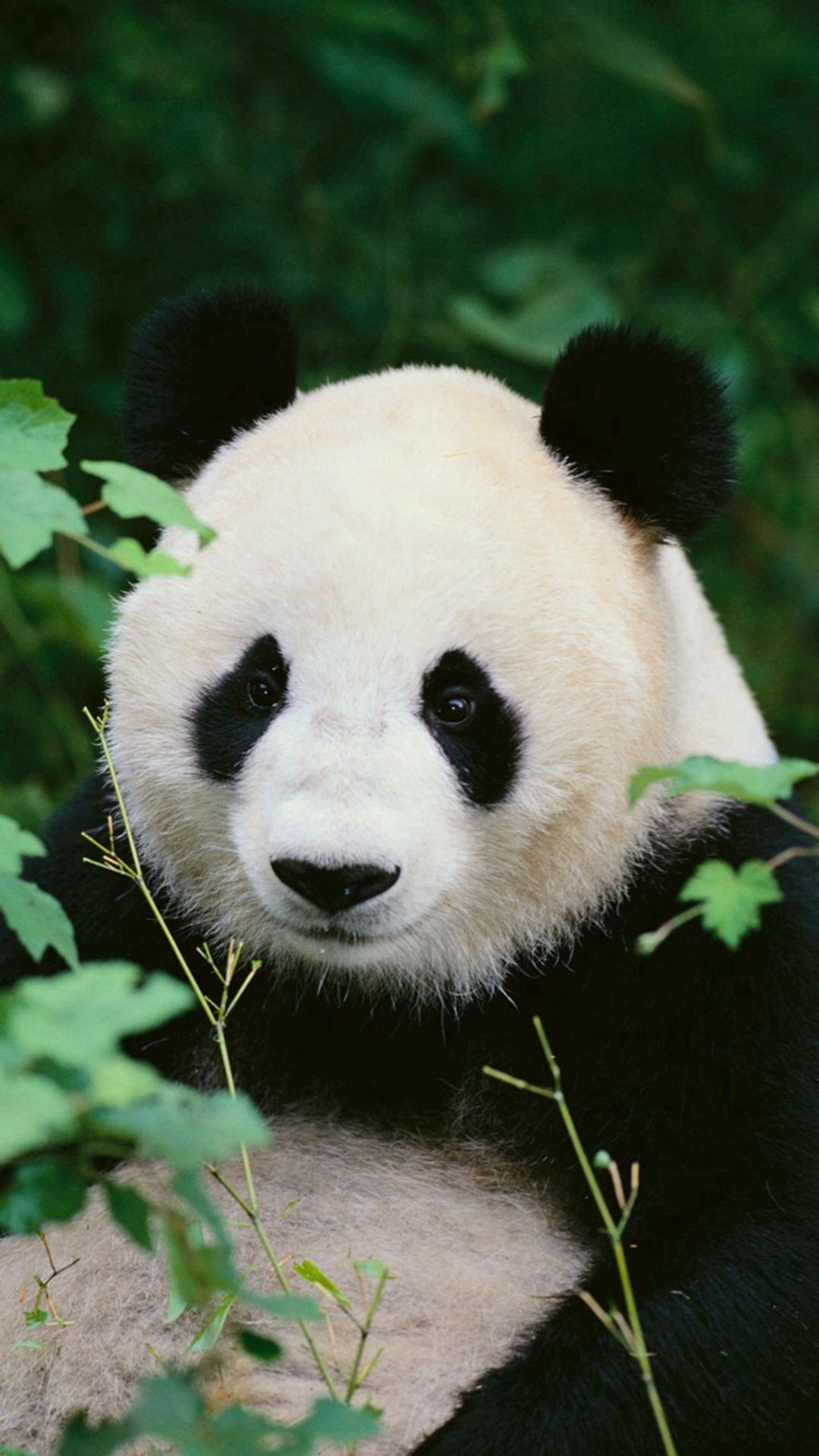 Panda Wallpapers For Iphone , HD Wallpaper & Backgrounds