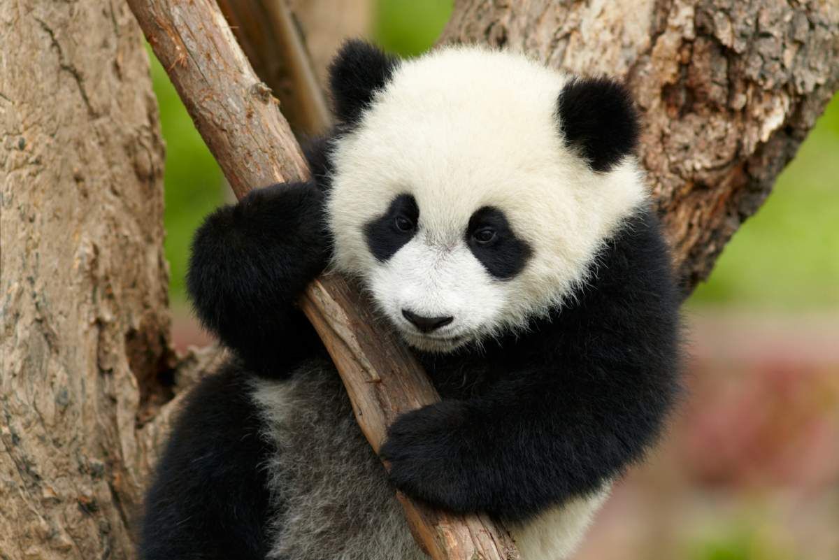 baby panda wallpaper for computer