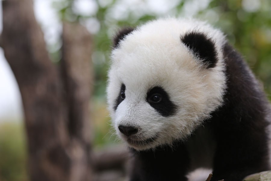 Cute Baby Pandas Hd Wallpapers Wallpaperscharlie - Cute Baby Panda Hd , HD Wallpaper & Backgrounds