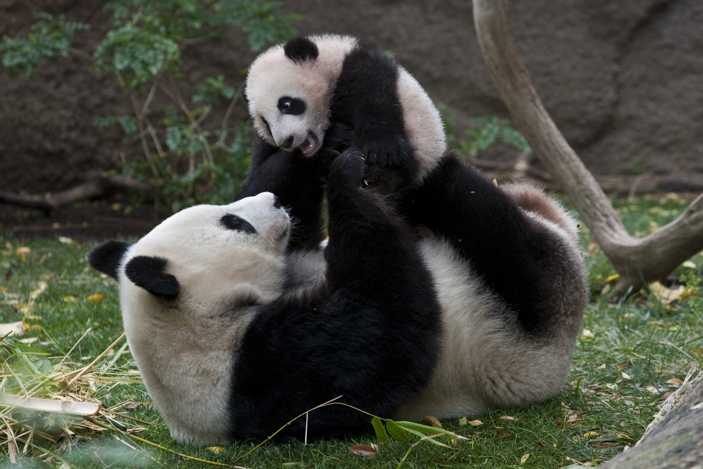 Panda, Pandas, Baer, Bears, Baby, Cute, 2 Wallpapers - Baby Pandas With Mother , HD Wallpaper & Backgrounds