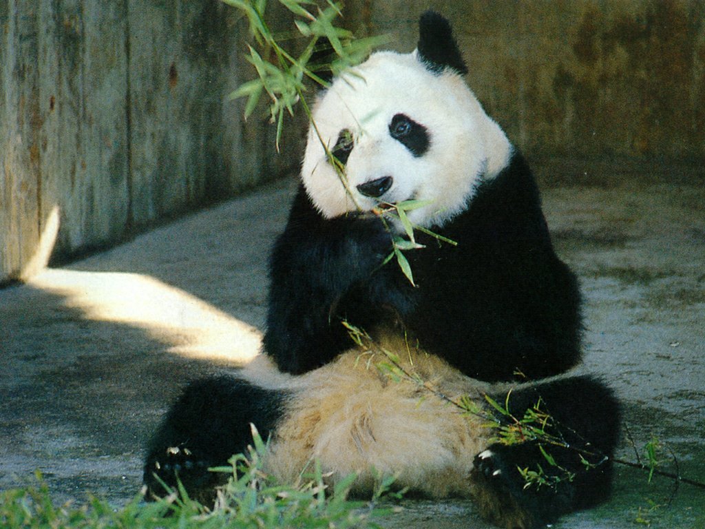 Giant Panda Sitting Down , HD Wallpaper & Backgrounds