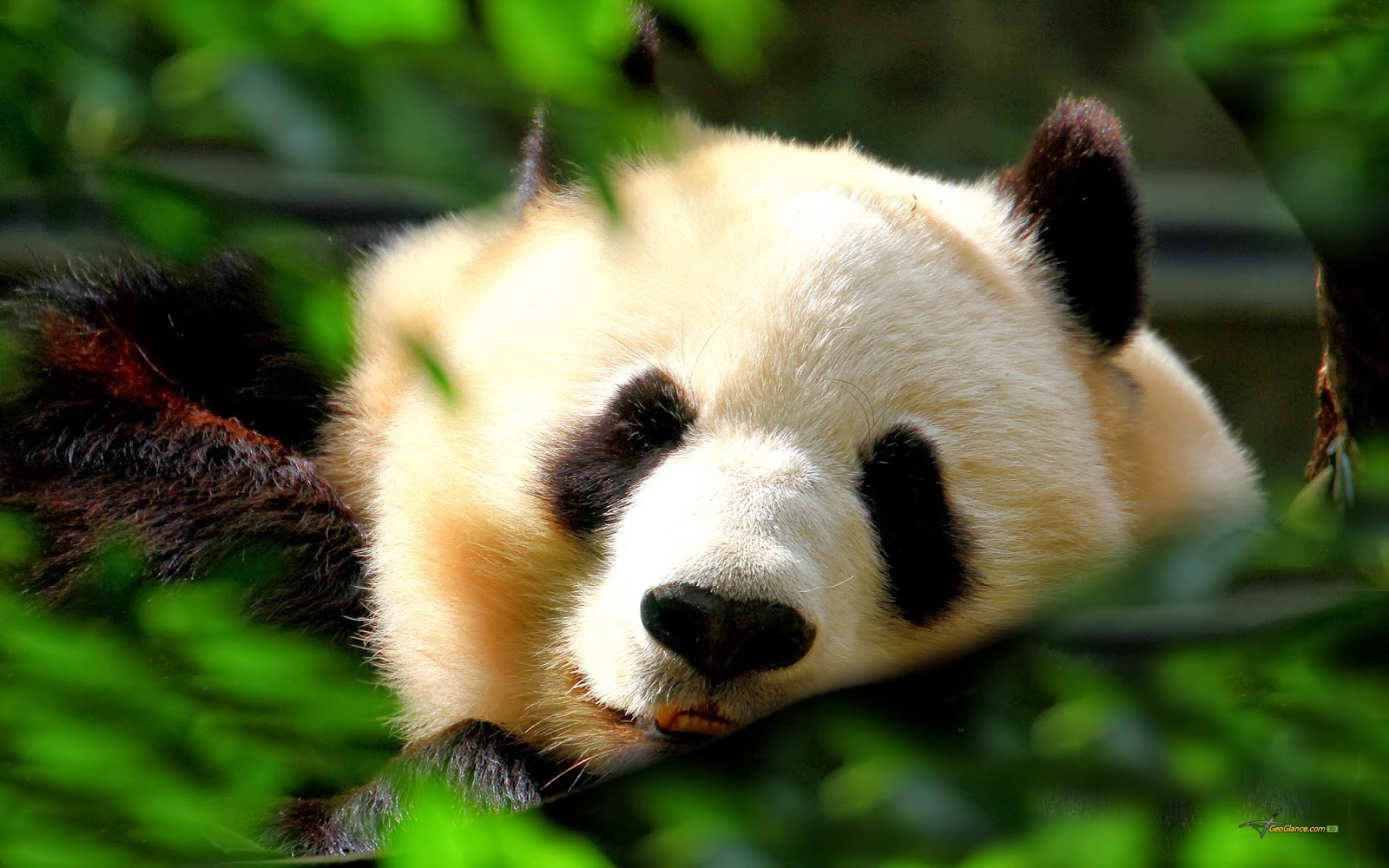 We Have Selected Here Some Unique And Beautiful Images - Stunning Giant Panda Bear , HD Wallpaper & Backgrounds