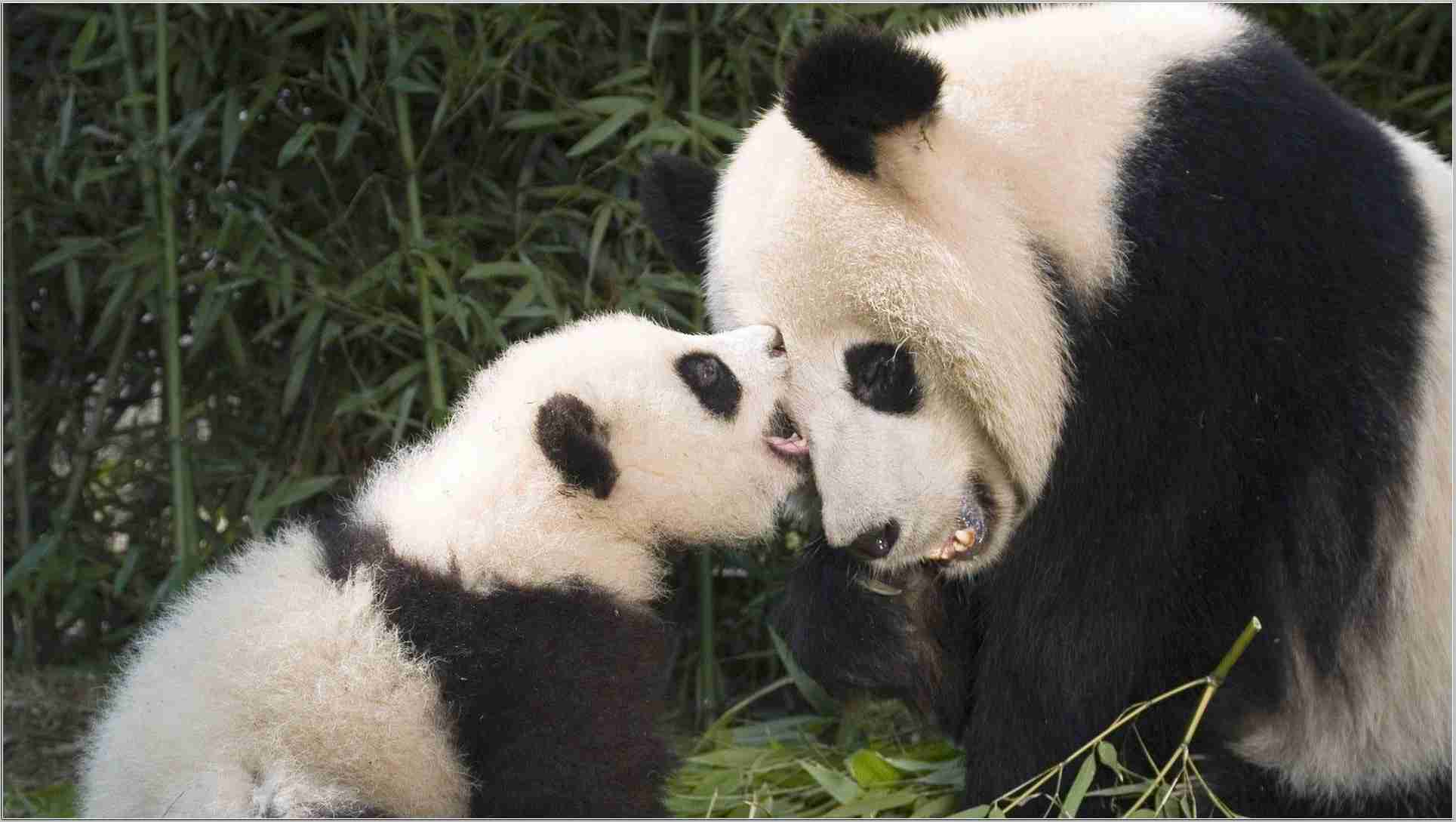 Hd Panda Wallpaper - Imagen De Mamifero Vertebrado , HD Wallpaper & Backgrounds