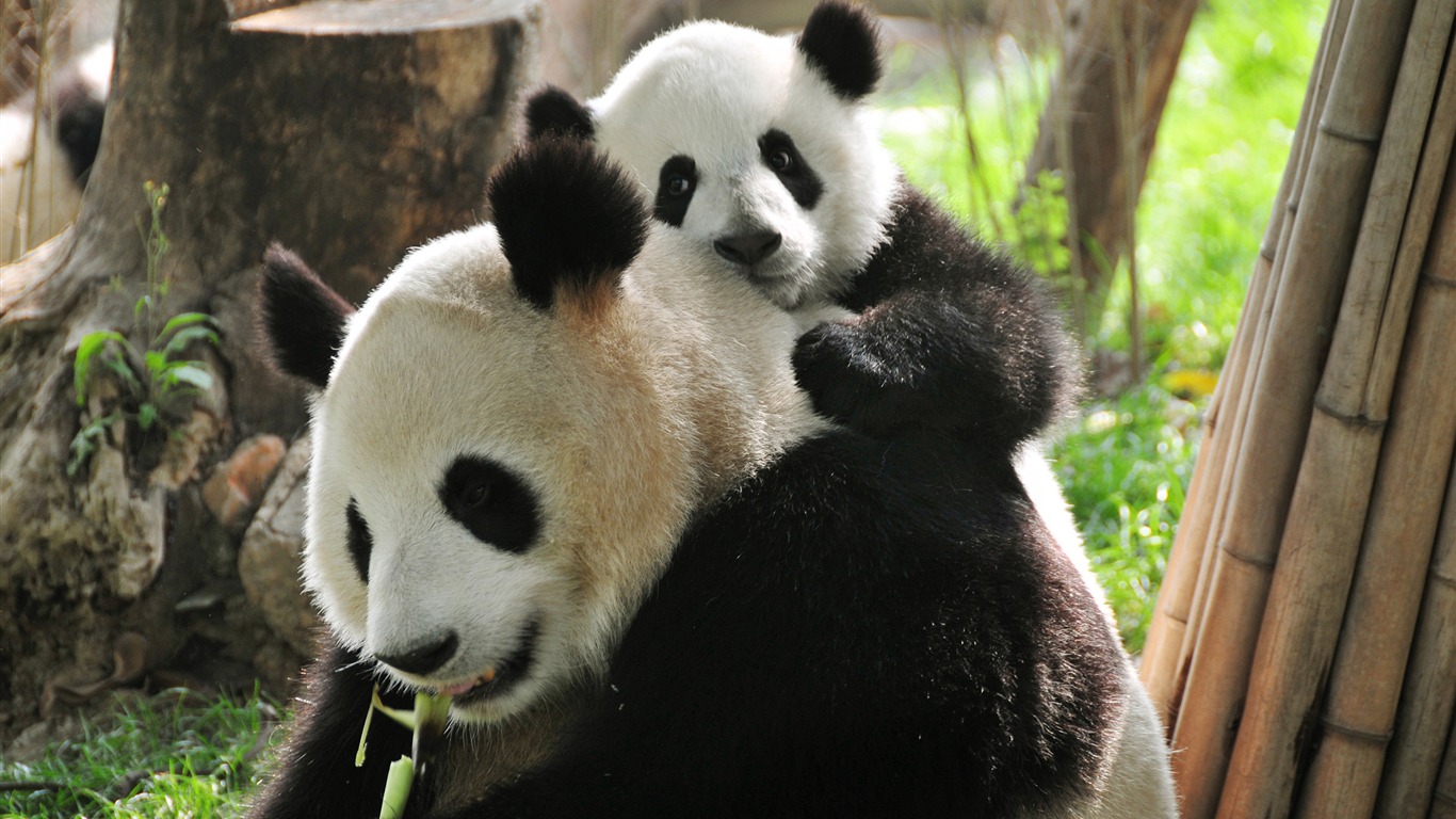 Animal / Baby Panda And Mom-animal Hd Wallpaper - Dujiangyan Panda Base In China , HD Wallpaper & Backgrounds