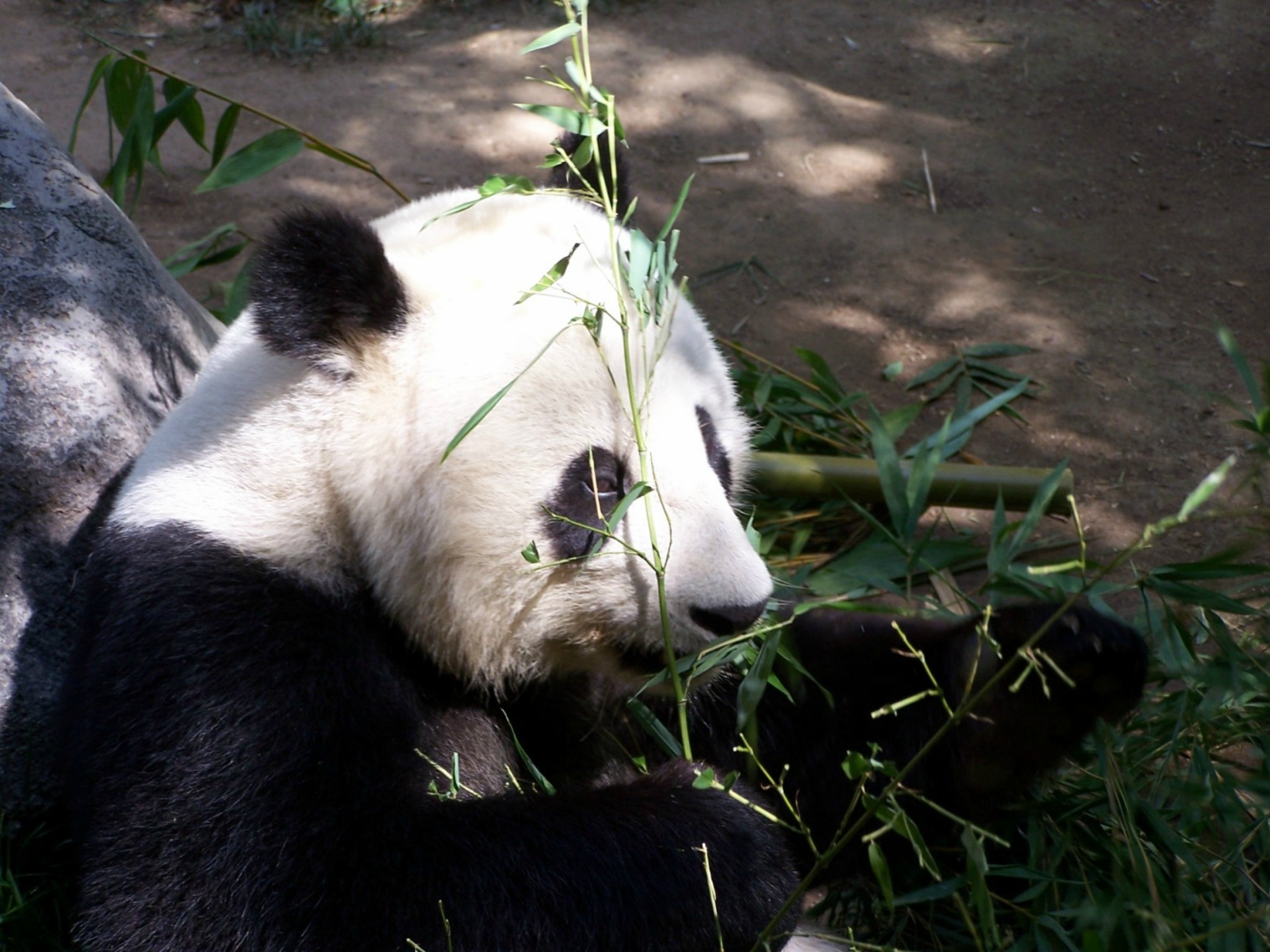 Black And White Panda - San Diego Zoo , HD Wallpaper & Backgrounds