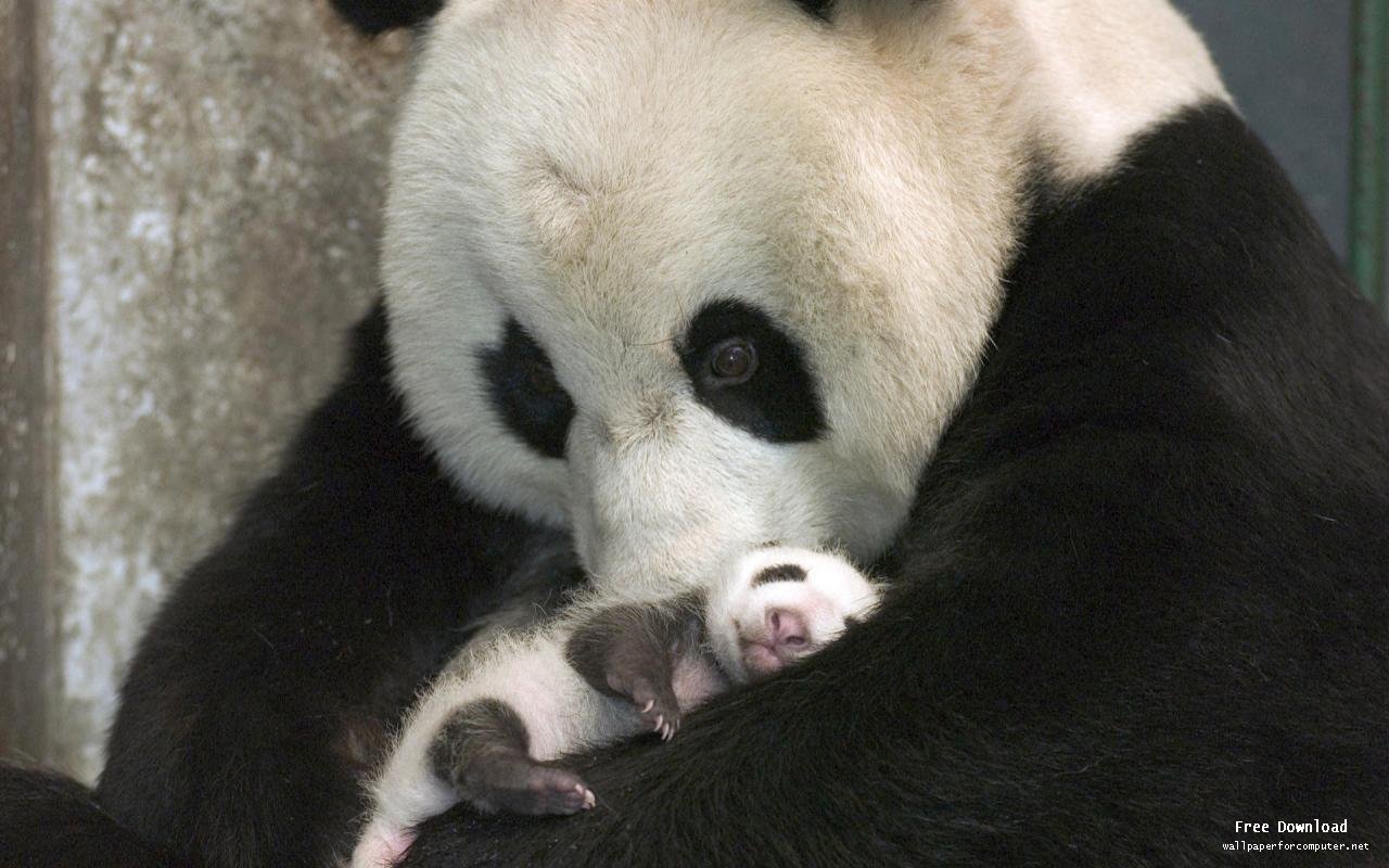 New Born Baby Pandas Wallpaper - Oso Panda Con Su Cria , HD Wallpaper & Backgrounds