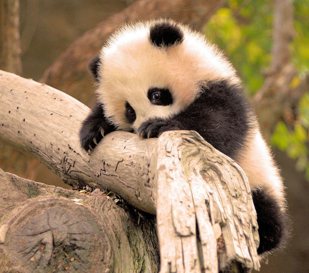 Panda Animals Baby Animals Branch Wallpaper And Background - Fond D Écran Bebe Animaux , HD Wallpaper & Backgrounds