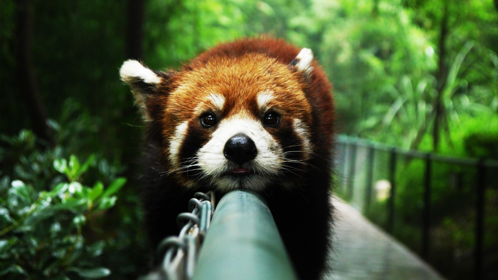 Red Panda Wallpaper - Animal Close Up Hd , HD Wallpaper & Backgrounds