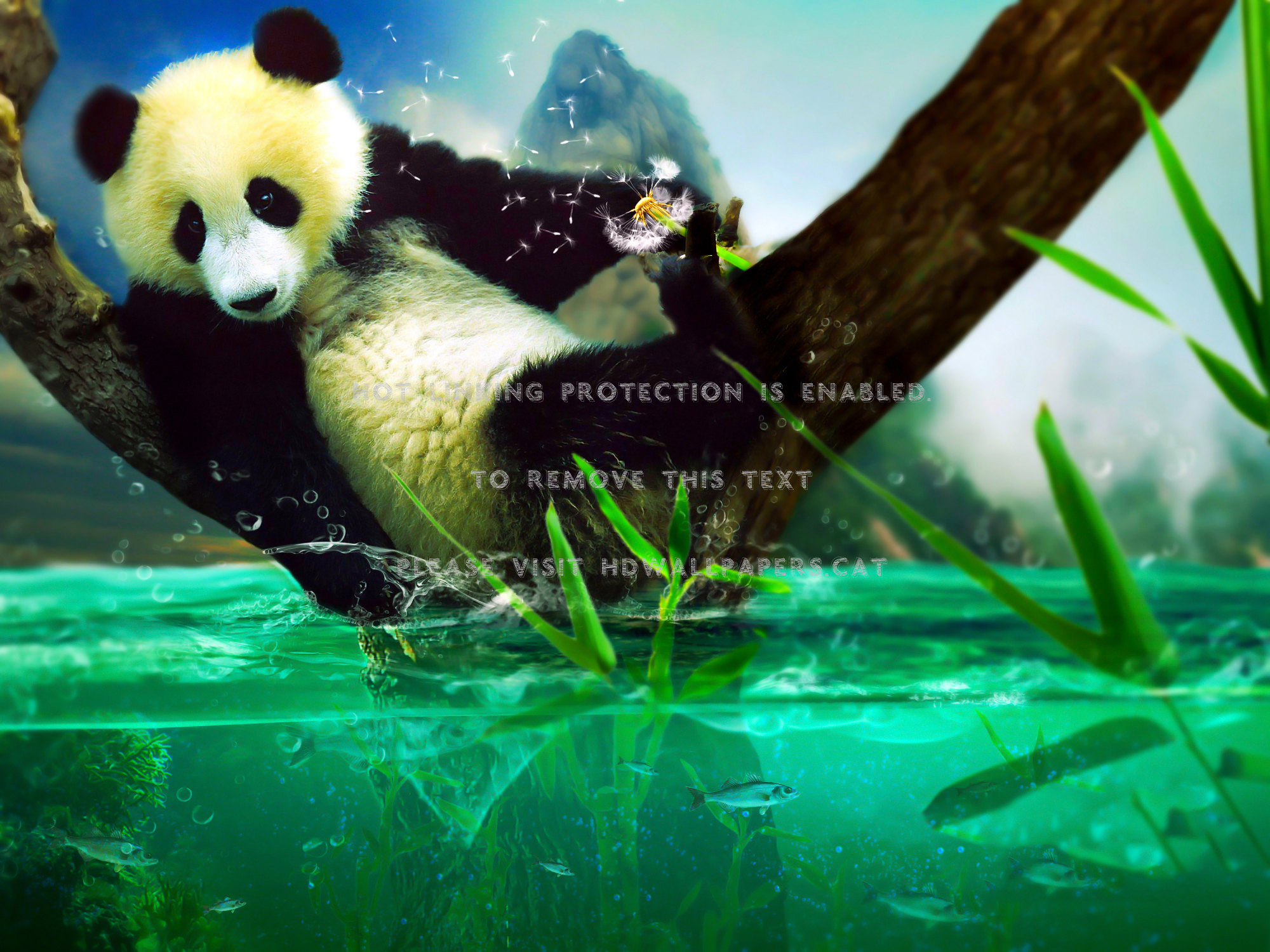 Cute Panda Wallpaper Hd - Underwater , HD Wallpaper & Backgrounds