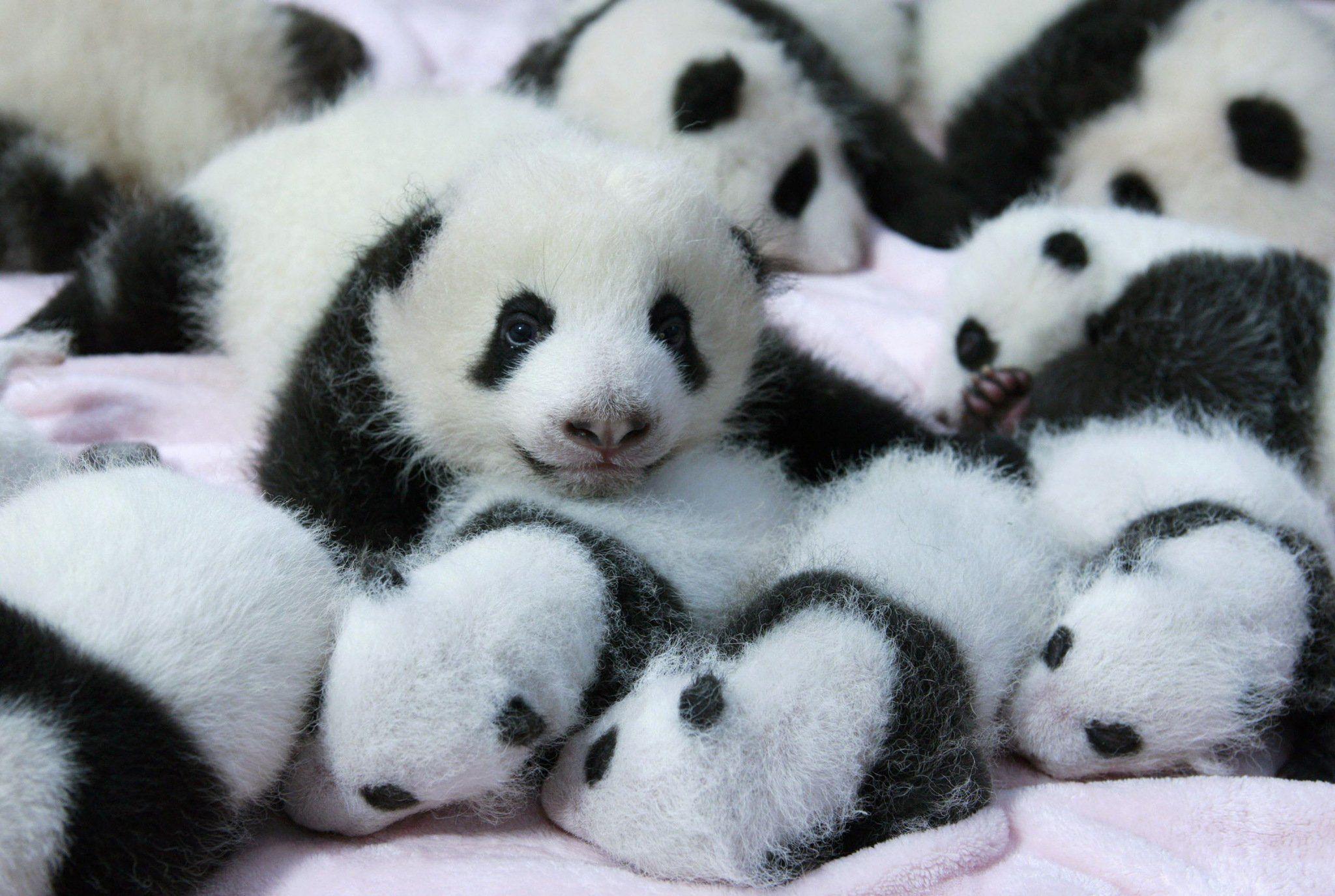 Panda Pandas Baer Bears Baby Cute Iphone Wallpaper - Cute Baby Panda Bear , HD Wallpaper & Backgrounds