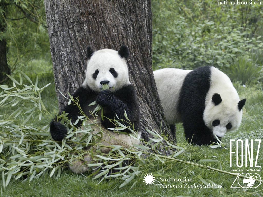 Panda Wallpapers - Koje Životinje Imaju Brkove , HD Wallpaper & Backgrounds