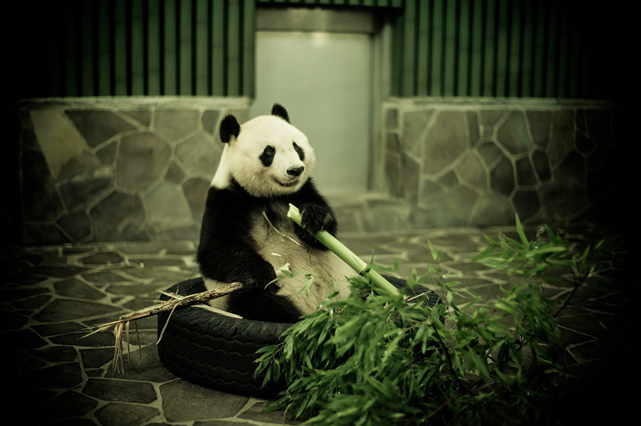 Wallpapers Pandas Bears Bambusoideae Animals Giant - Wallpaper , HD Wallpaper & Backgrounds