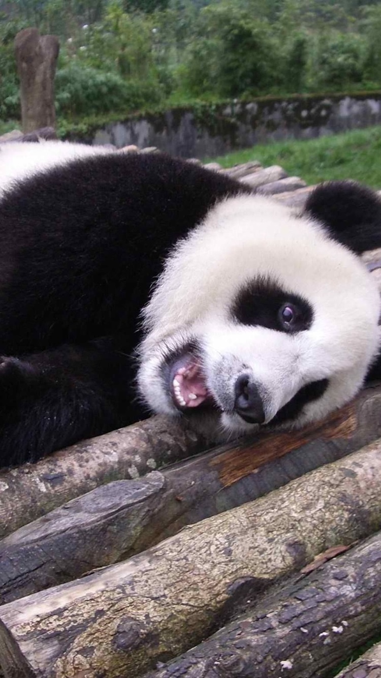 Живая панда цена в россии. Панда. Гигантская Панда. Смешная Панда. Ленивая Панда.