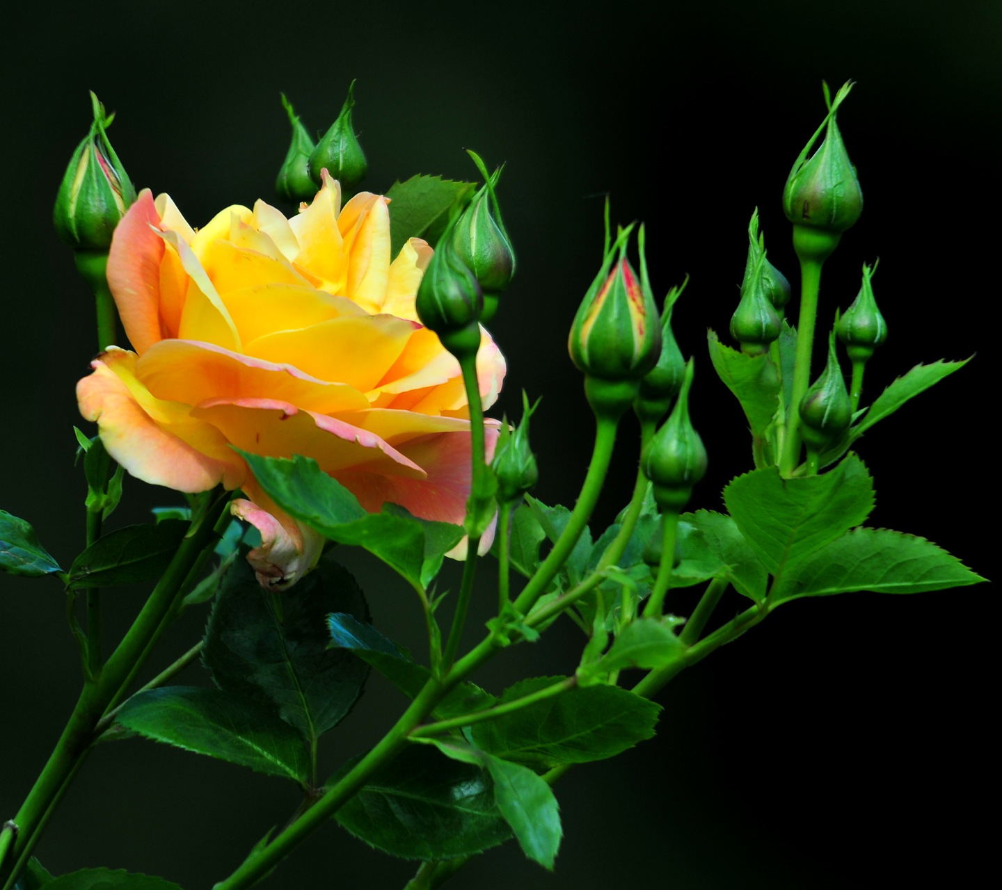 Descargar Fondos De Pantalla Naturaleza Hd Widescreen - Yellow Rose , HD Wallpaper & Backgrounds