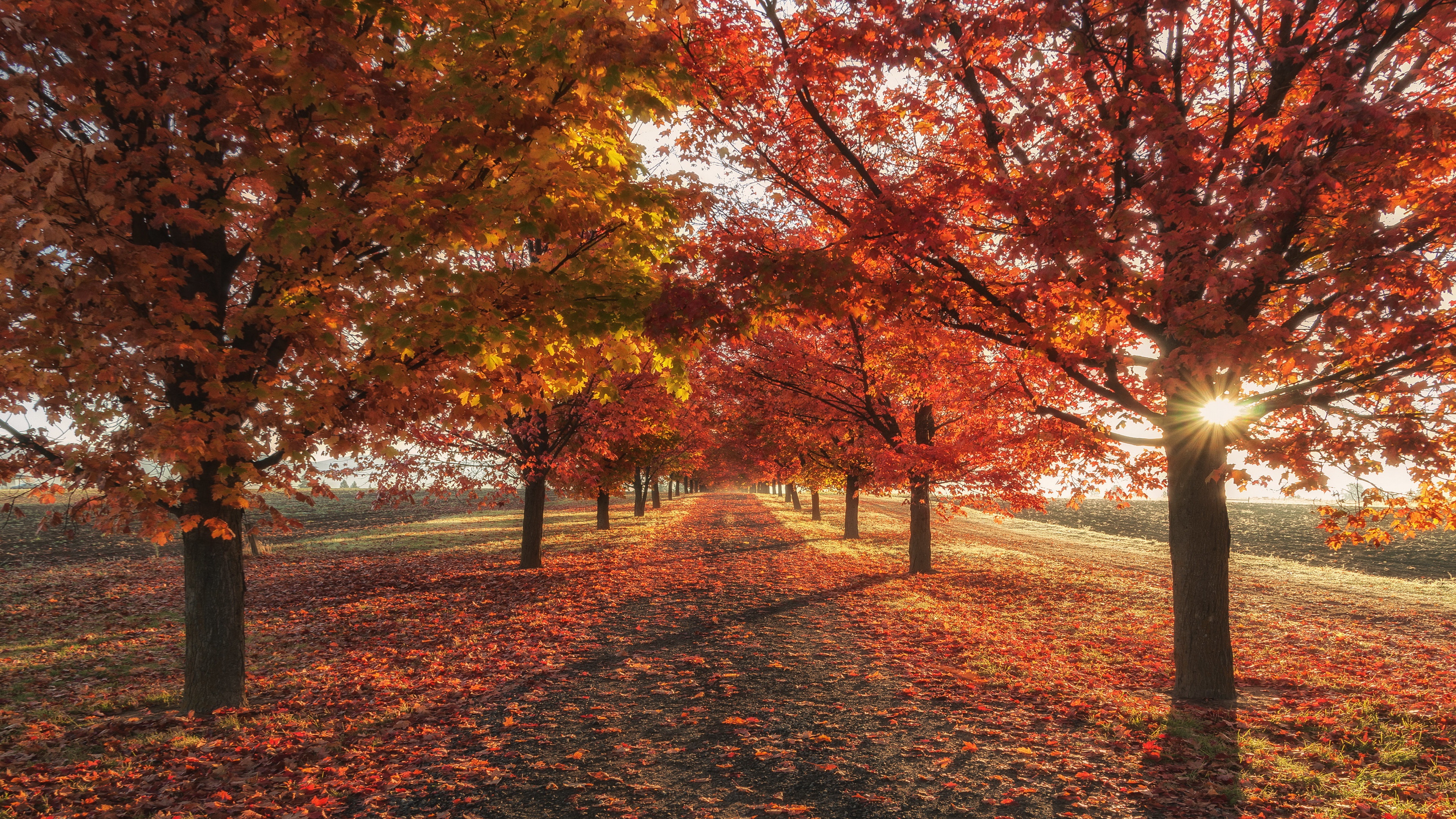 Landscape Portrait - Autumn , HD Wallpaper & Backgrounds