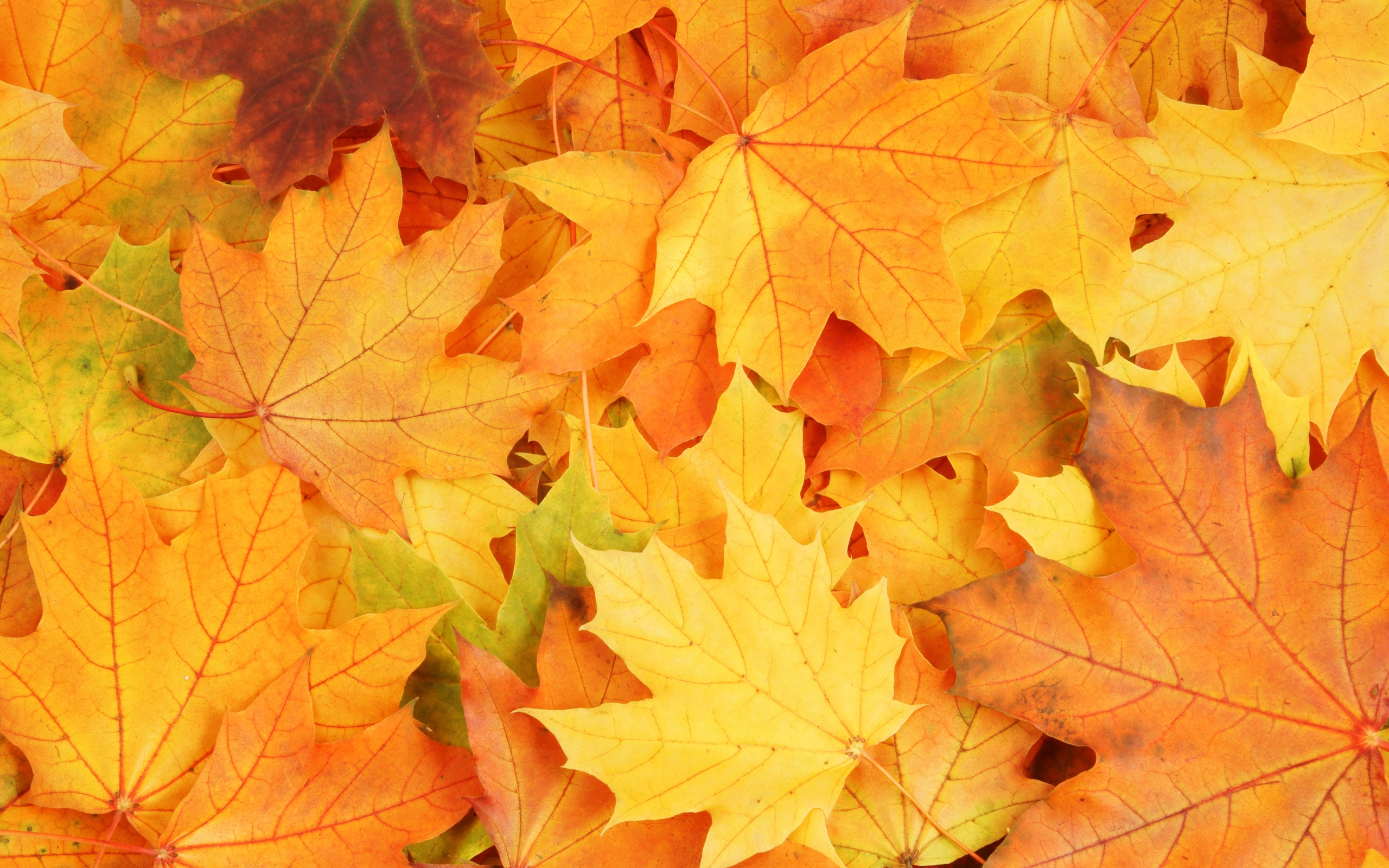 Autumn Season Yellow Maple Leaves Fall Wallpaper Background - Fall Pile Of Leaves , HD Wallpaper & Backgrounds