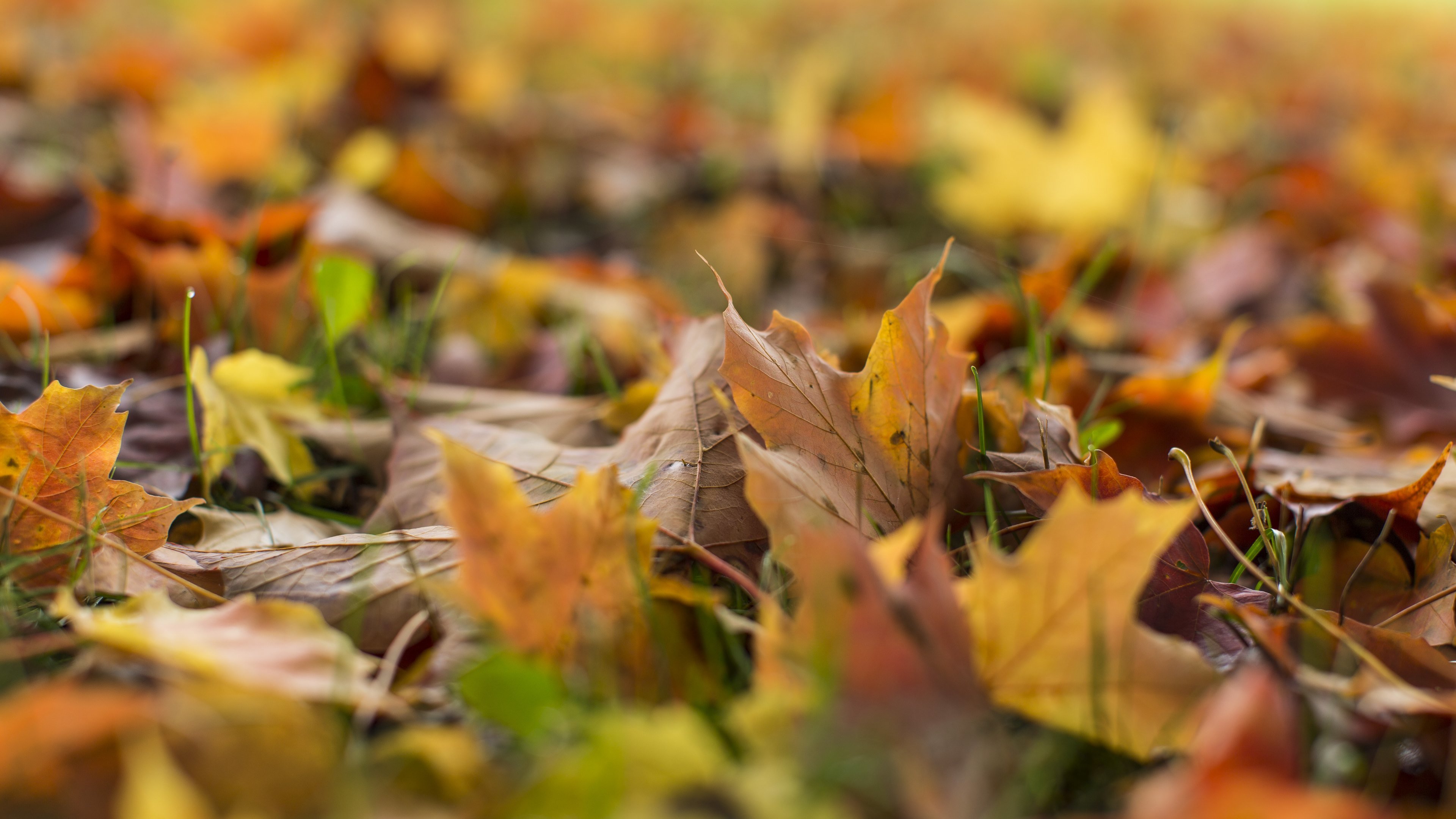 Fall Hd Backgrounds For Ultra Hd 4k Desktop - Happy Fall Friday , HD Wallpaper & Backgrounds