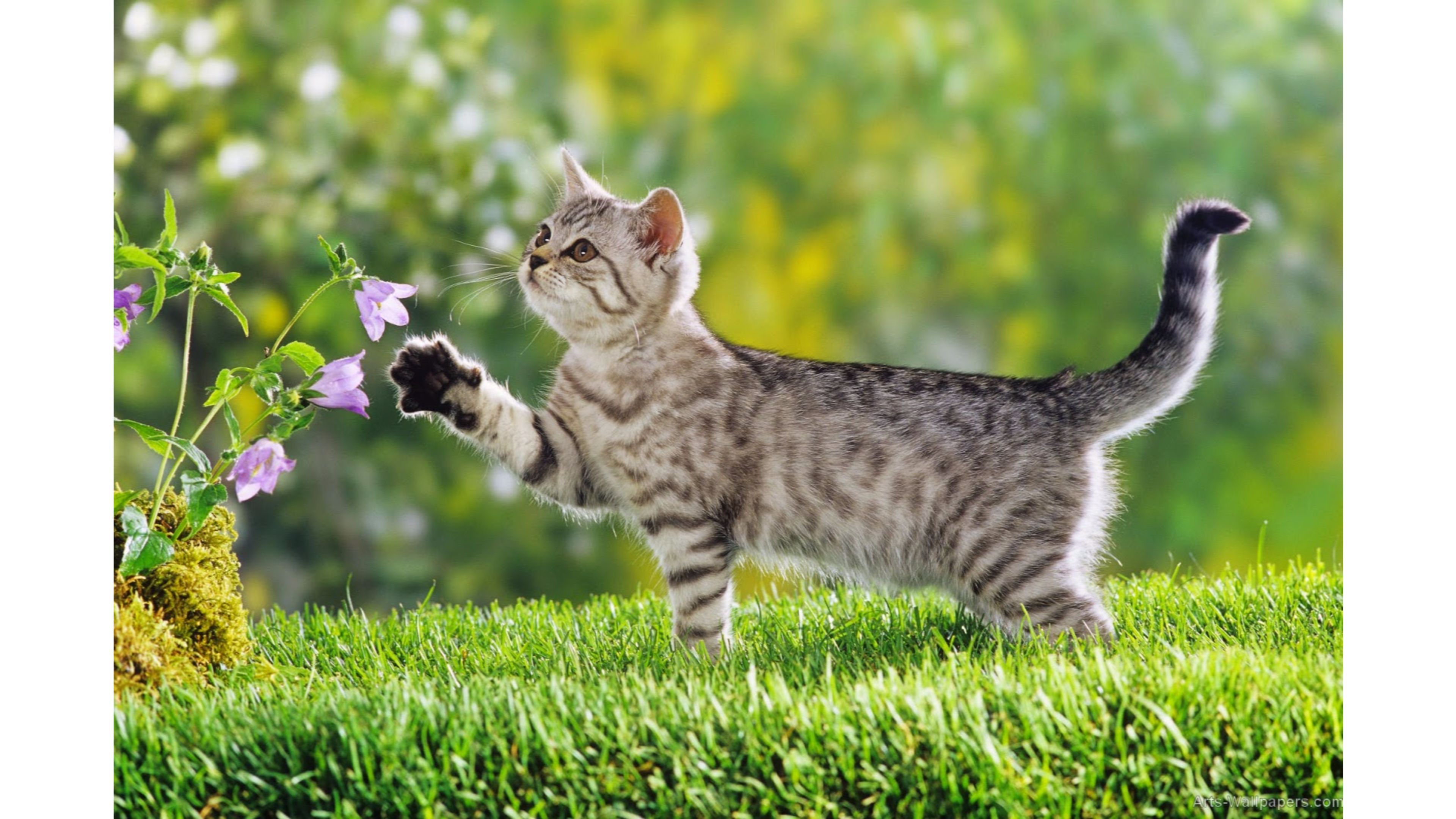 Fall Cat Wallpaper Lynx Images Hd Desktop Wallpapers - Cute Cat In Grass , HD Wallpaper & Backgrounds