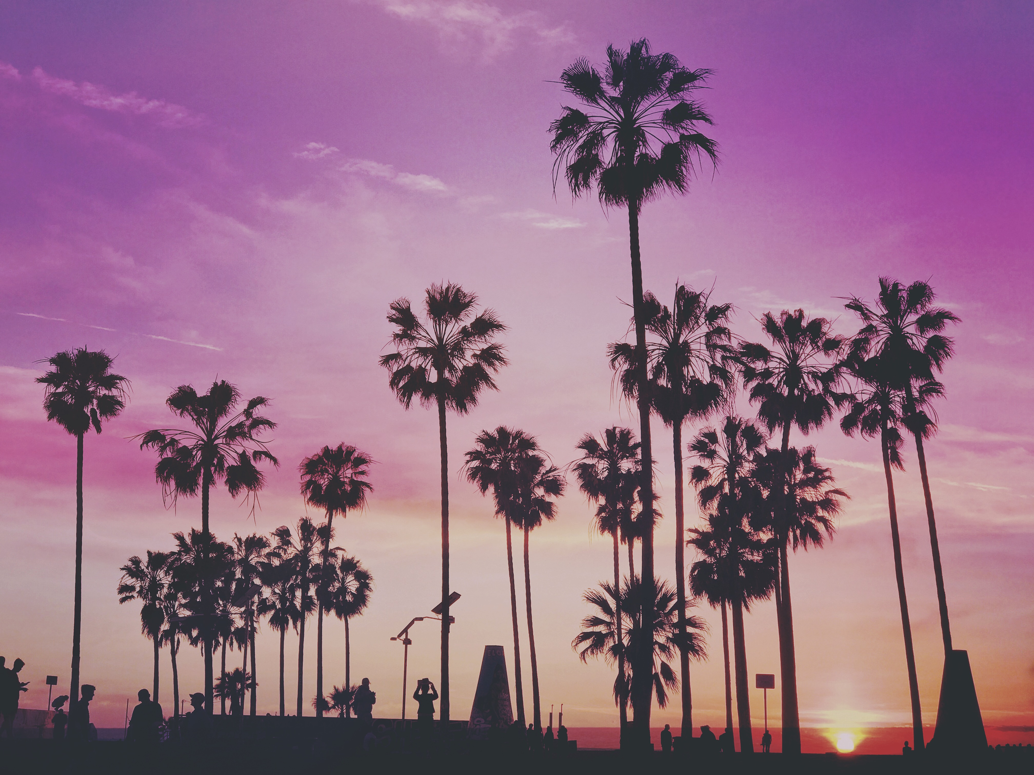 Wallpaper Palms, Trees, Sunset - Venice Beach California Artists , HD Wallpaper & Backgrounds