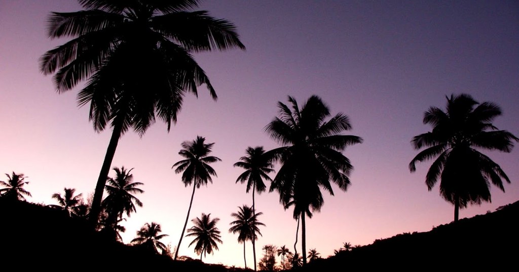 Iminlovewiththecoco2000 California Palm Trees Tumblr - Palms , HD Wallpaper & Backgrounds
