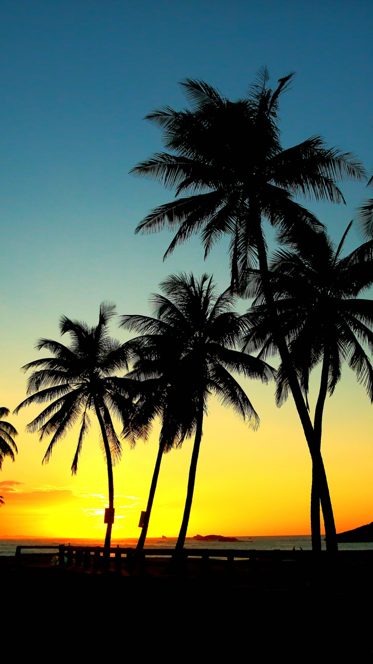 Palm Trees, Tree, Tropics, Printing, Sunset Wallpaper - Palm Tree Sunset Wallpaper For Phone , HD Wallpaper & Backgrounds