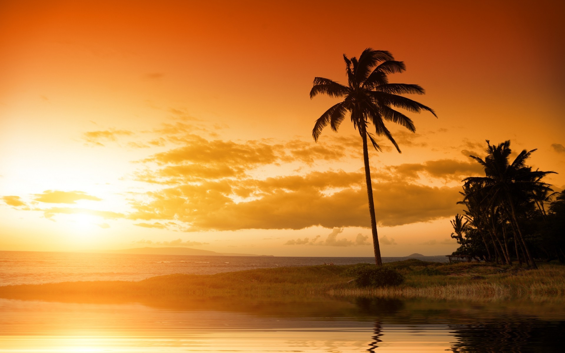 Beach Palm Trees Sunset Wallpaper And Background - Palmeras De Noche Playa , HD Wallpaper & Backgrounds