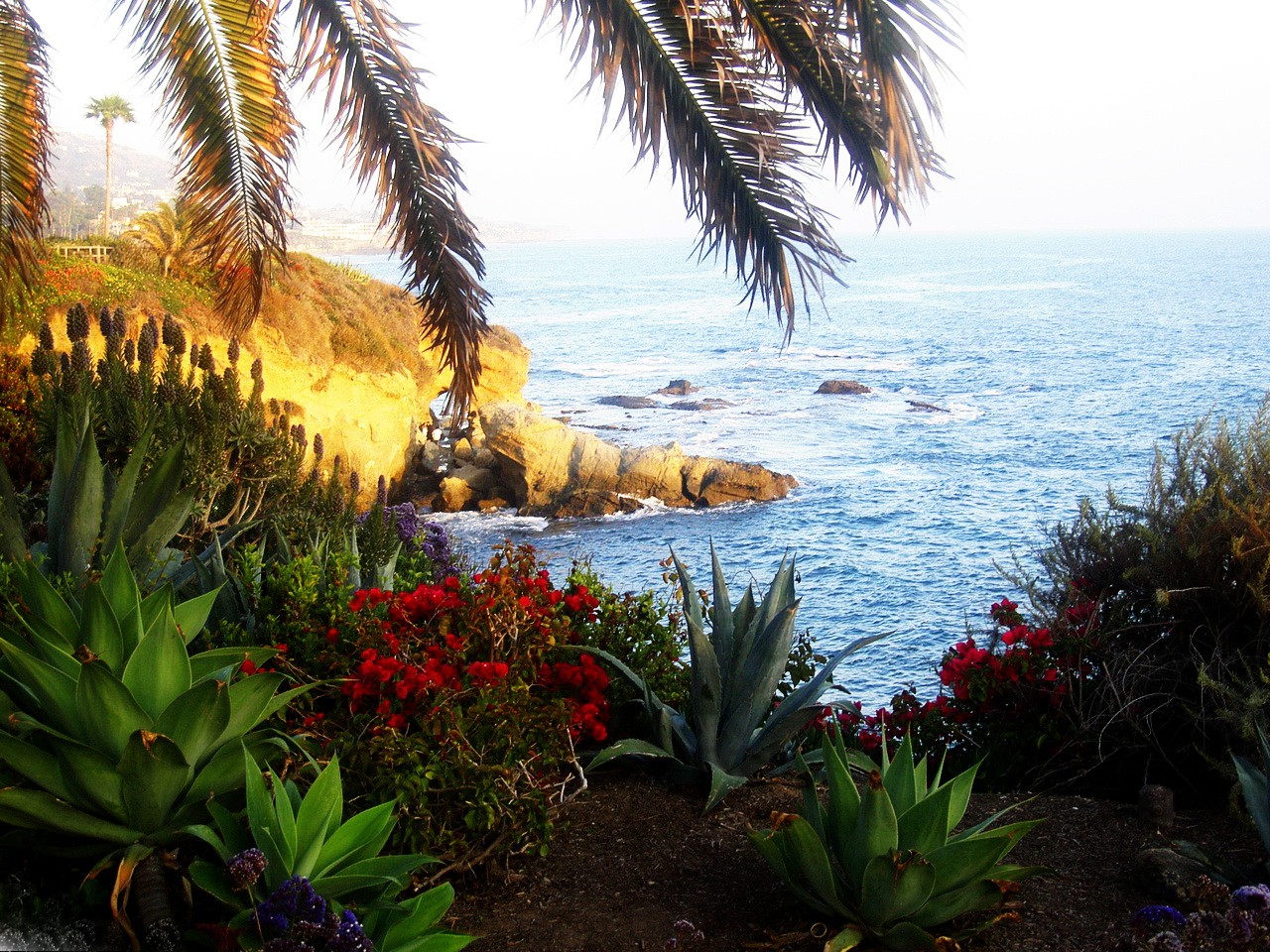 View California Flowers Palmtrees Nice Beach Laguna - Attalea Speciosa , HD Wallpaper & Backgrounds