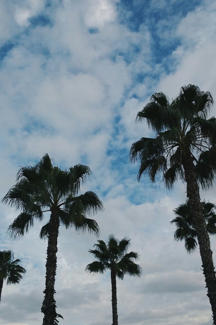 Palm Trees Sky California Clouds Sunsets Losangeles - Palm Trees Iphone X , HD Wallpaper & Backgrounds