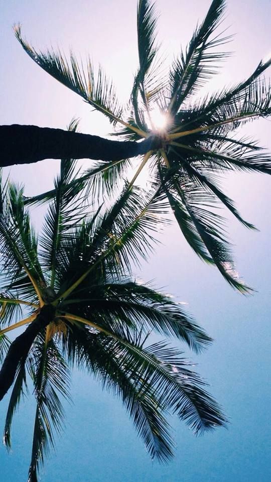 Palmiers Cool Wallpaper Iphone 6 Wallpaper Tumblr Aesthetic Palmiers Cool Wallpaper Iphone 6 Wallpaper Tumblr Aesthetic