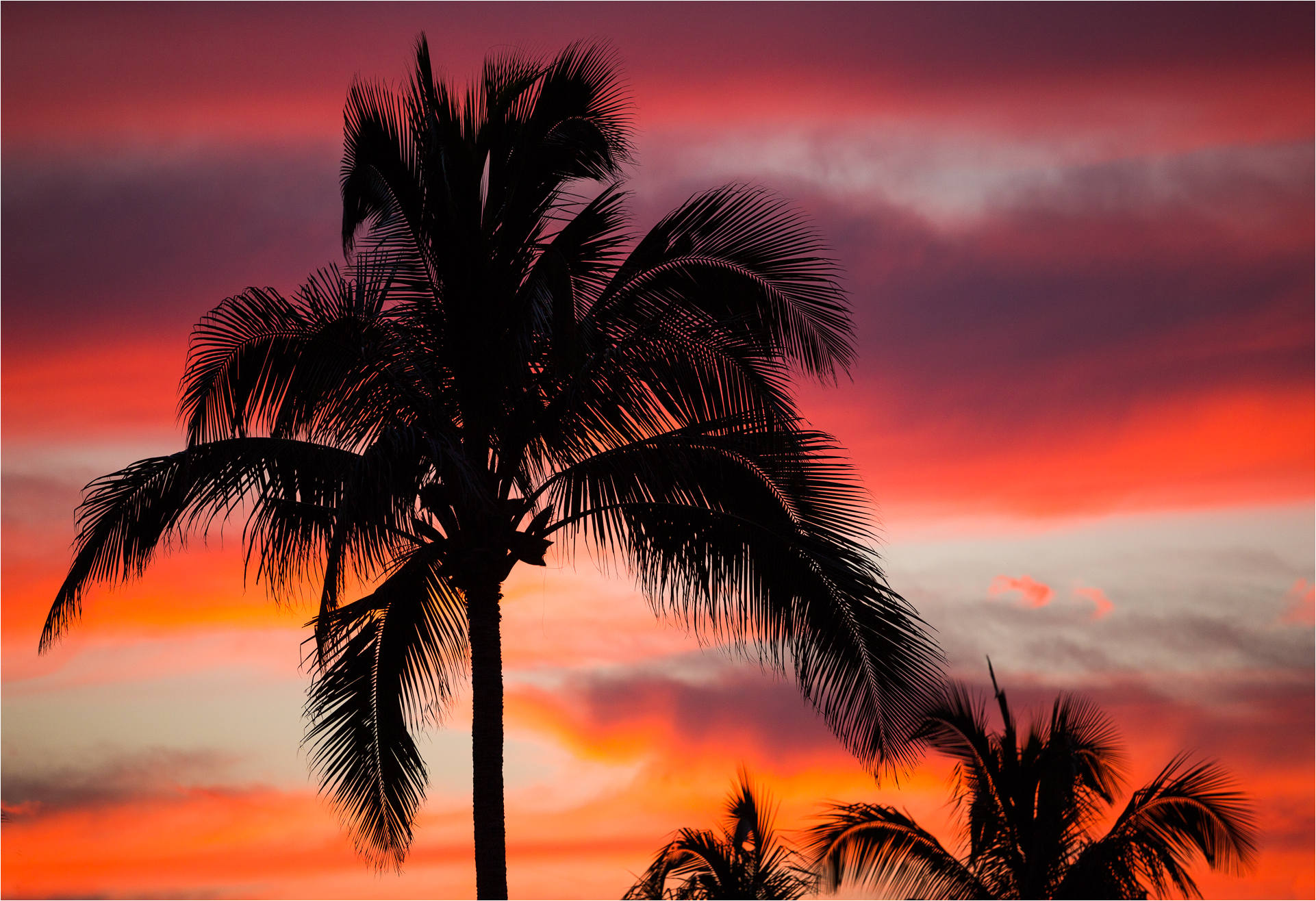 Palm Trees Sunset Tumblr Images Palm Trees Wallpaper - Palm Tree At Night , HD Wallpaper & Backgrounds