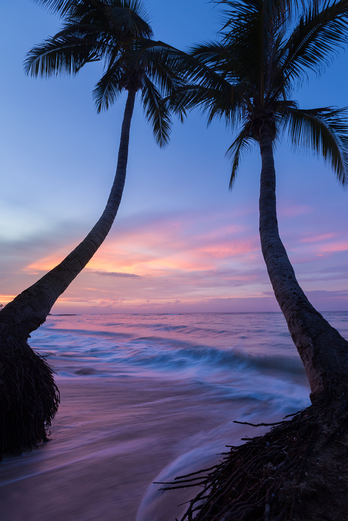 Palm Trees Tumblr Vertical California California Palm - Jamaican Palm Trees , HD Wallpaper & Backgrounds