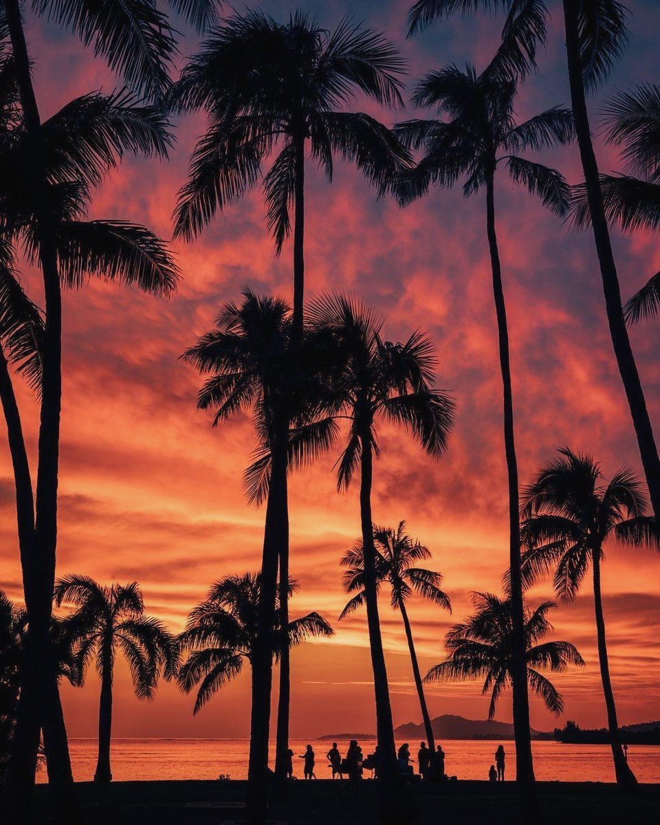Beach Vibes Â˜¼ On Twitter Oahu Hawaii Palm Trees Wallpaper - Palme , HD Wallpaper & Backgrounds