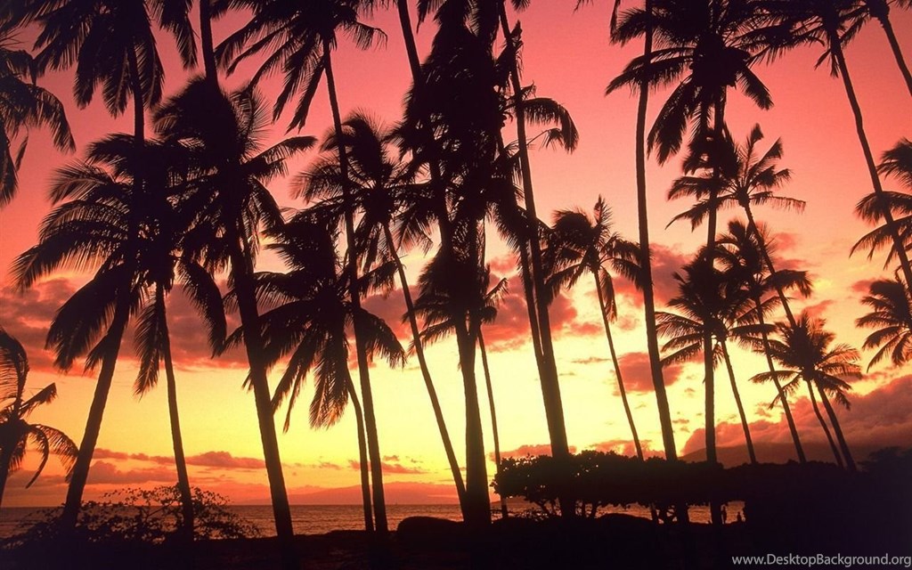 Palm Trees In Sunset , HD Wallpaper & Backgrounds