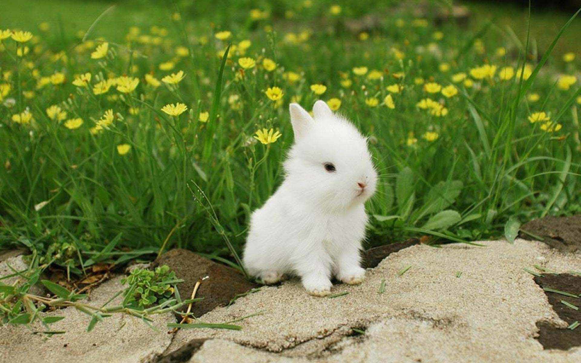 Cute White Rabbit , HD Wallpaper & Backgrounds