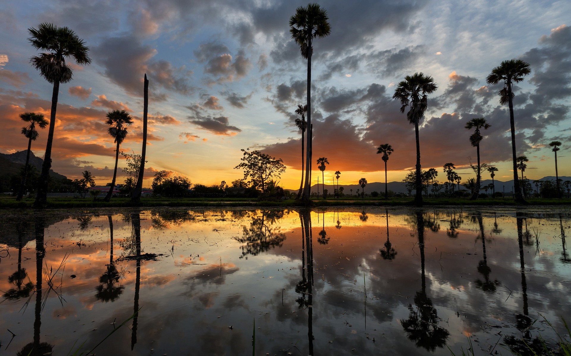 Palm Trees Reflection Landscape Water Mountain Sunset - Palm Tree Water Sunset , HD Wallpaper & Backgrounds