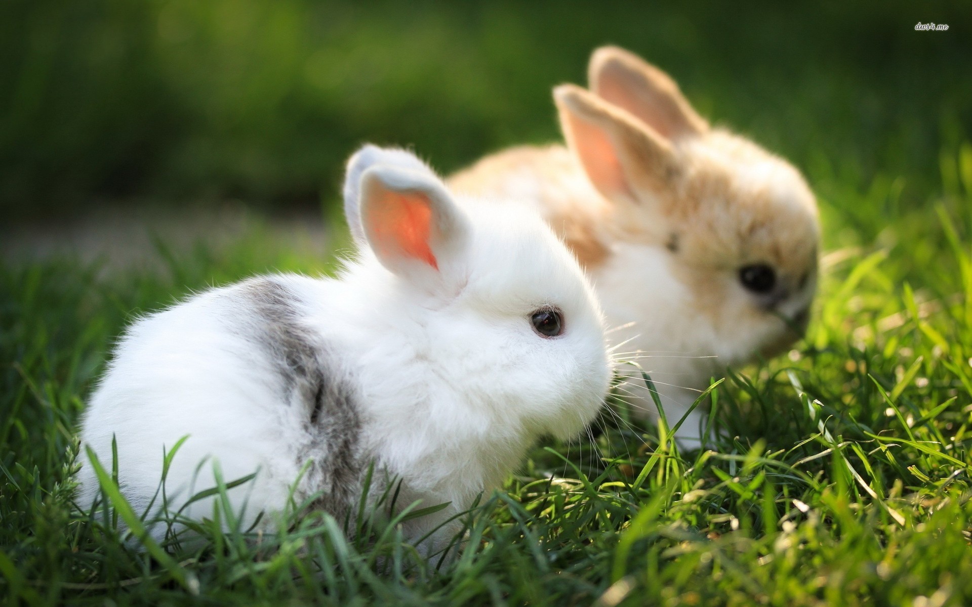 Cute White Baby Rabbit , HD Wallpaper & Backgrounds
