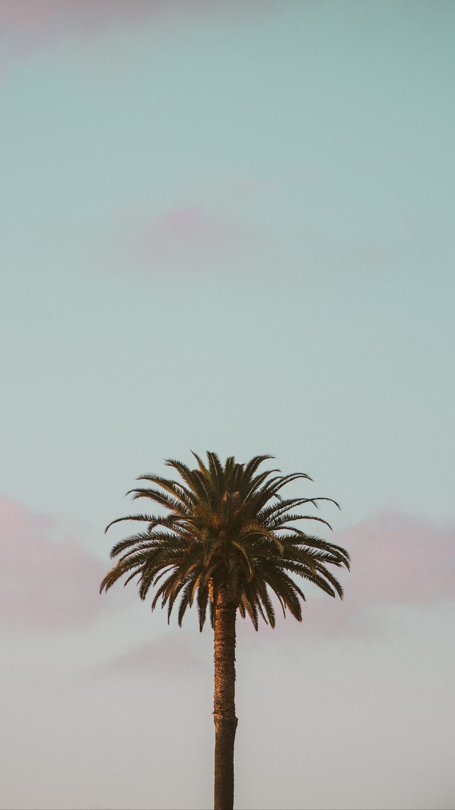 Wallpaper Palm Tree, Tropics, Minimalism, Sky - Minimal Wallpaper Palm Trees , HD Wallpaper & Backgrounds