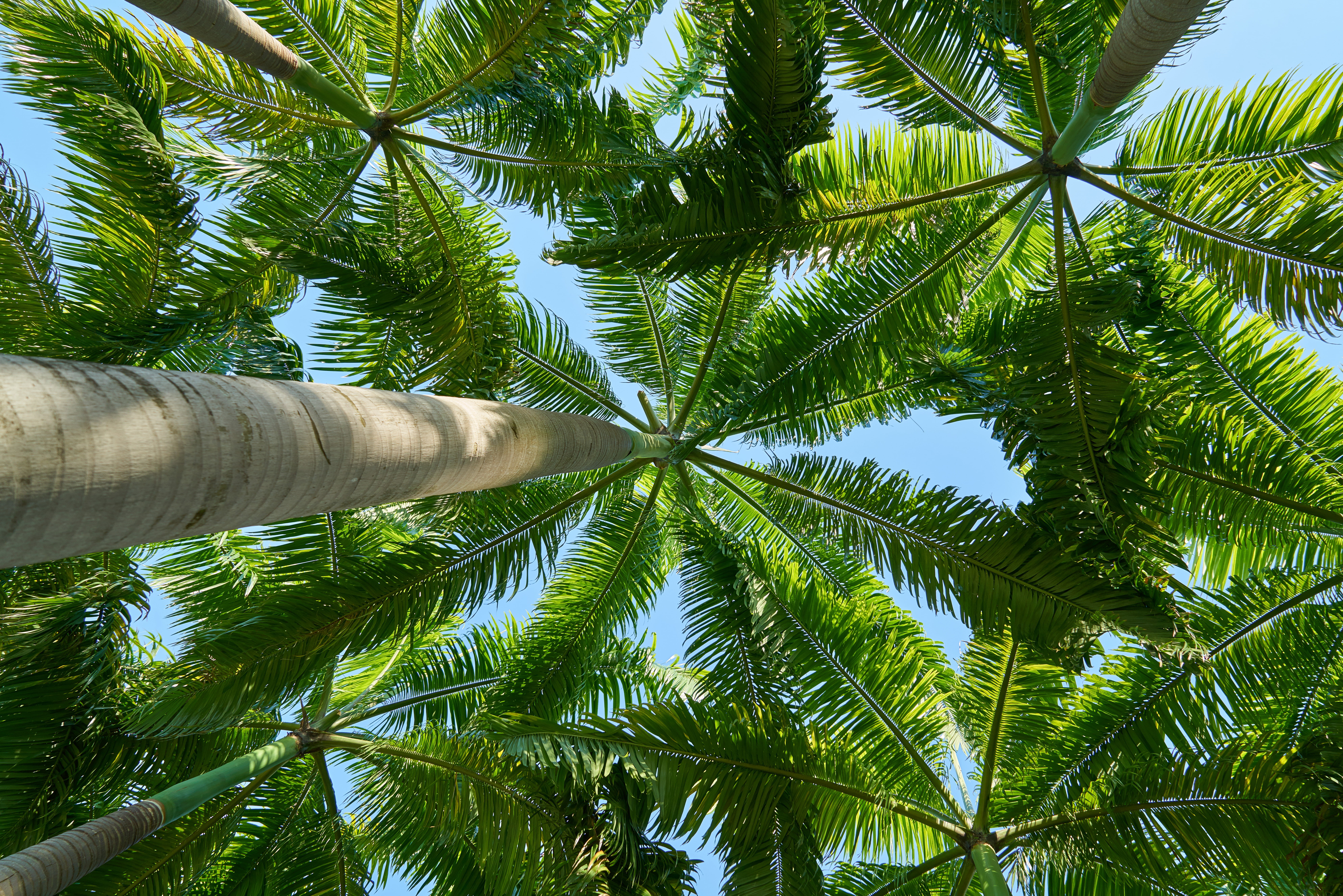 Low Angle Photo Of Green Coconut Trees During Daytime - Green Palm Trees , HD Wallpaper & Backgrounds