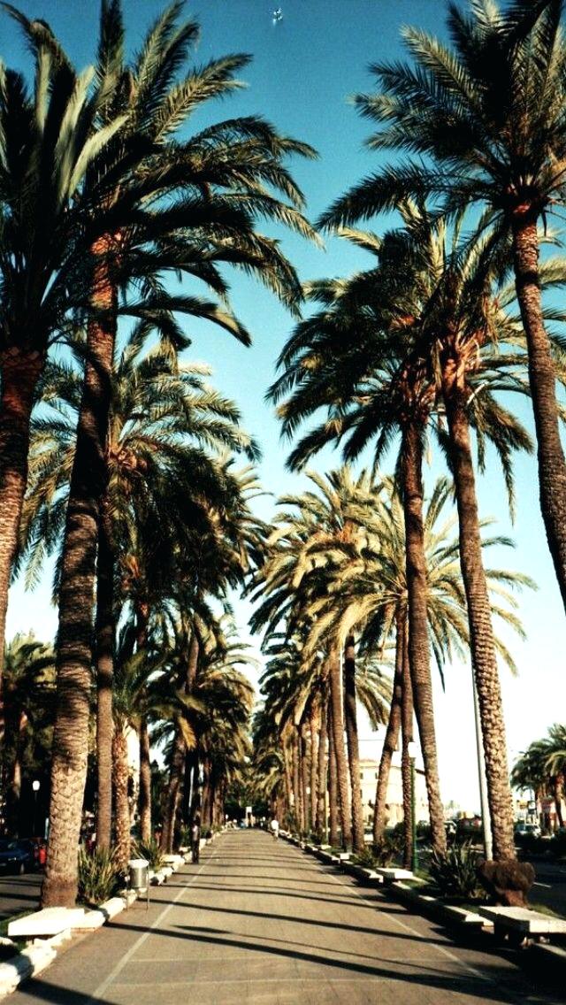 Palm Trees Street Wallpaper Wallpapers And Tree Iphone - Iphone Wallpaper Palm Trees , HD Wallpaper & Backgrounds