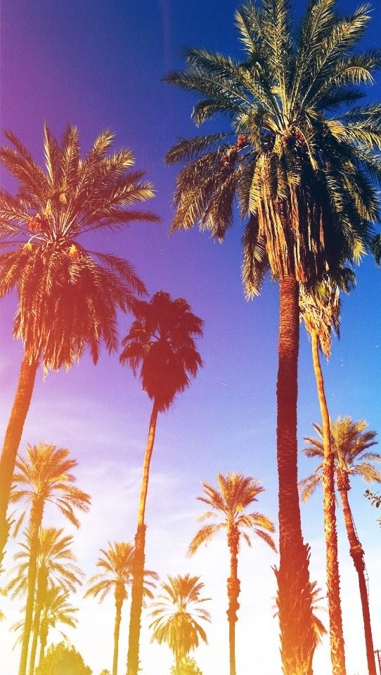 California Palm Trees Wallpaper - California Wallpaper Palm Trees , HD Wallpaper & Backgrounds