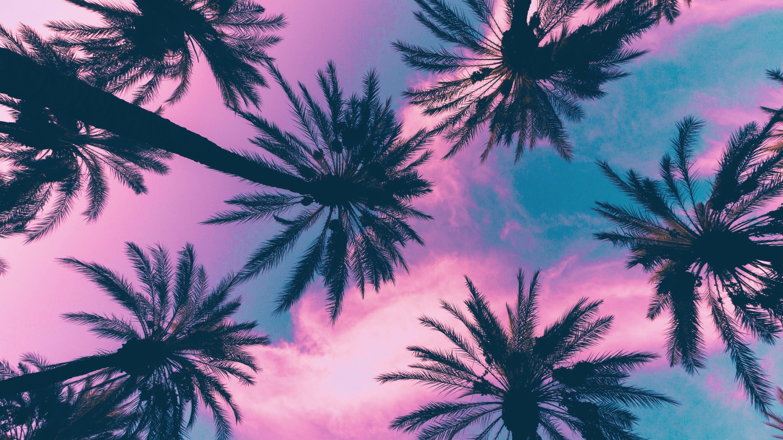 #palm Trees Wallpaper - Hd Wallpaper Palm Trees , HD Wallpaper & Backgrounds