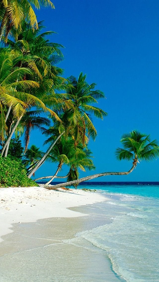 Iphone Palm Tree Beach , HD Wallpaper & Backgrounds