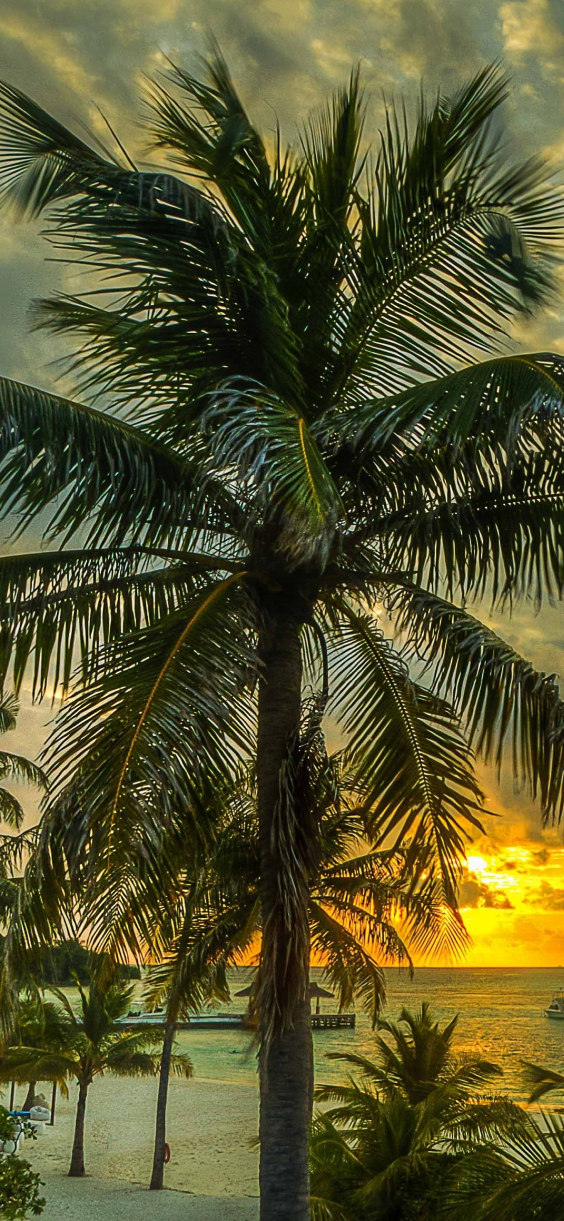 Tropics, Palm Tree, Vegetation, Date Palm, Tree Wallpaper - Обои Пальмы На Айфон , HD Wallpaper & Backgrounds