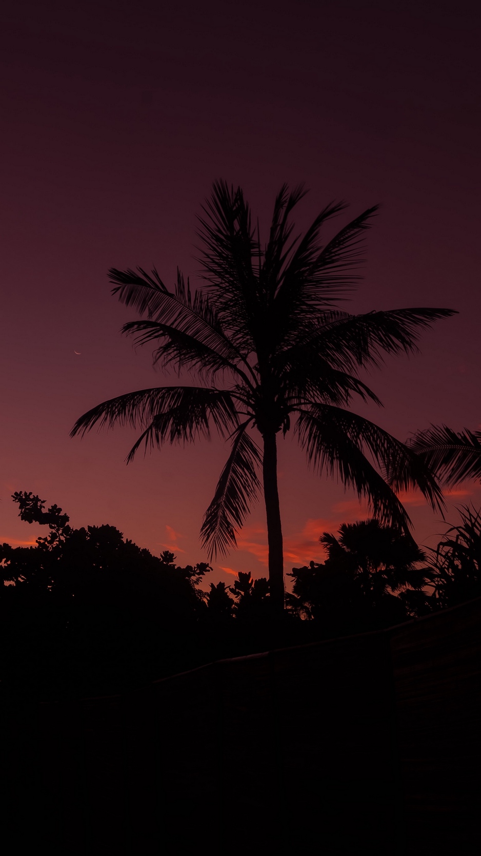 Wallpaper Palm Tree, Night, Sky, Branches - Palm Tree Night Sky , HD Wallpaper & Backgrounds