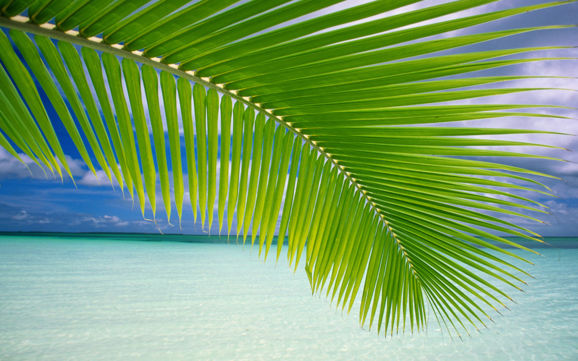 Windows Vista Wallpaper Palm , HD Wallpaper & Backgrounds